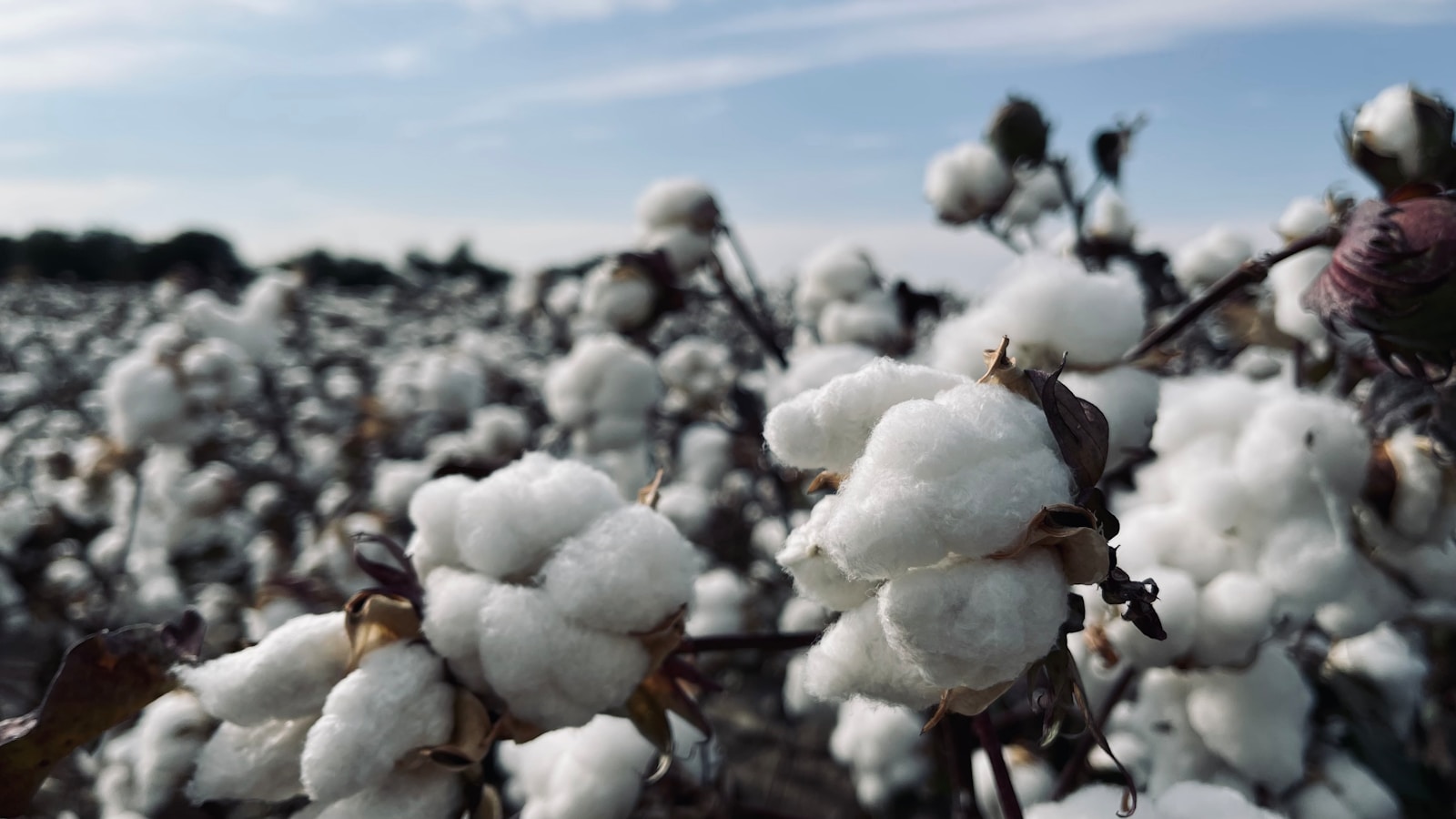 business du coton