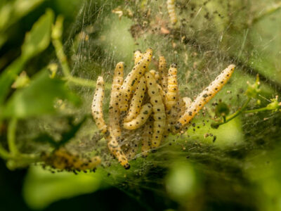 nid de chenilles